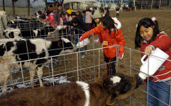 소띠해, 소랑 함께 재밌소 ‘낙농체험’ 인기