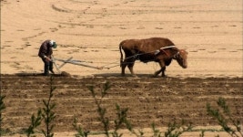 <들찔레의 편지 253>워낭소리, 그리고 소 이야기