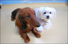 경북영광학교, 동물 매개로 지적장애학생 교육