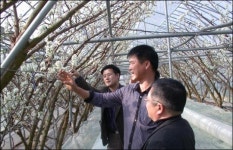 <포토>눈송이 같은 자두 꽃 활짝 폈네