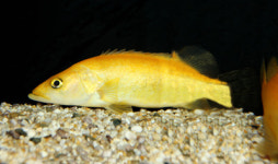 ´황쏘가리. 무태장어...´ 토종물고기 다모였다