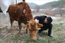 장흥에서 울리는 ´워낭소리´ 뭉클