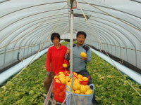 계절을 뛰어넘은 ´성주참외´