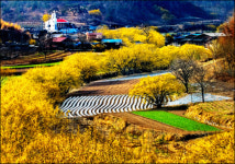 사랑이 꽃피는 ´의성 산수유마을´