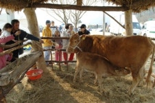 봄향기 가득한 양평 산수유 마을로 오세요
