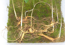 [79] “산삼 소비자는 봉이 아니다”