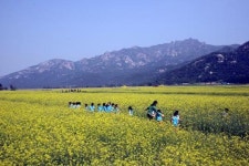 <포토>벚꽃마을 영암에 유채꽃도 만발