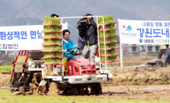 철원평야서 강원도내 첫모내기 실시