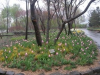 우리꽃 온누리에 뒤덮이는 그날까지... 