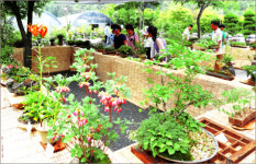 가창 숲속, 야생화 들꽃축제