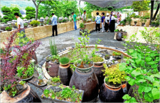 가창 숲속, 야생화 들꽃축제