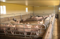 영천, 양돈산업의 메카로 우뚝