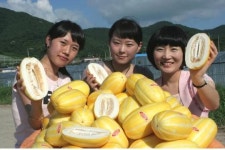 ‘진도햇살참외’ 인기 오르니 소득도 쑥쑥