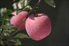 영주 특산물 롯데마트 간다