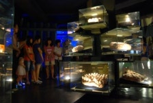 남양주시 ´우석헌자연사박물관´  또 다른 창조기획전