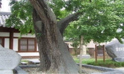 전주 한옥마을 600살 은행나무 후계목 탄생비밀은