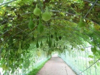 주렁주렁 ´희한한 전 세계 호박 여기 다 모였네!´