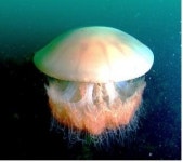 전북도 서해안에 해파리떼 극성 ´어민 울상´