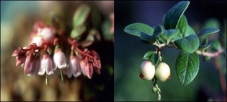 북한자생 생약초 ‘월귤’, 지리산서 첫 발견 화제