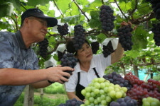 ‘신종플루 시름 농가’ 경기도가 살린다