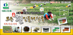 추석 명절, ‘토종 흰민들레’로 감사의 마음 전하세요!