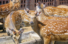 “인제에 가면 사슴이...” 사슴생태 복원사업 탄력