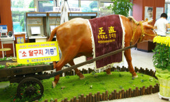 ´추억의 소 달구지´ 대청호 생태관에  기증