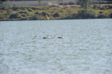 금강호는 겨울철새 낙원