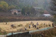 횡성군 공무원, 농촌 ‘수확기 일손 돕기’ 구슬땀