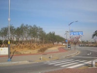 버려질 나무 활용, 소나무 숲 조성 ´호응´