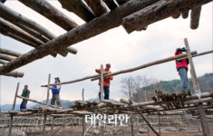 추위가 반가운 용대리, 명태 널 준비 ‘한창’