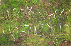 전국 최초 ´자연야생산삼농장´ 등장