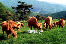 횡성한우, 중 ´마카오 입성´ 타진