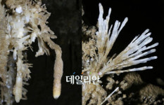 정선·평창 자연동굴 ´천연기념물´ 지정