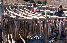 겨울 추위가 마냥 반가운 ‘황태생산지’