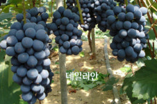 씨 없는 포도 ´어사랑과 씨제로´를 아시나요?