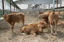 친환경 축산으로 항구적 발전 틀 마련