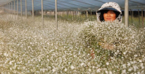 안개꽃 화훼시장 선점 나선다