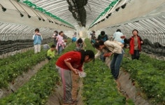 친환경 ‘양평 Good-Berry’ 명품화 사업 추진