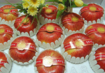 영월 명품사과 인기 만점