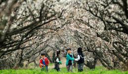해남 “땅 끝 매화에 취해보세요”