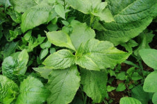 정선 곤드레, 지리적 표시 등록 29호