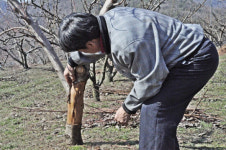 강원도, ´과수농가 동해지원´ 위해 예비비 풀어