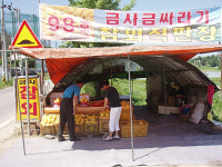 여주 금싸라기참외, 한정숙씨의 농사일기