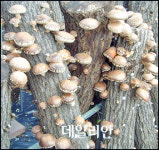 양양군 ‘표고버섯 지역 특화품목’ 집중 육성