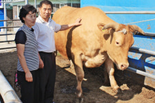 잘 키운 횡성한우 한 마리, 두 마리값 안부럽다?