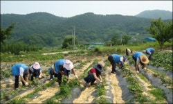경북 공무원 농촌돕기 ´땀방울´