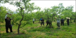 경북 공무원 농촌돕기 ´땀방울´