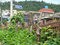 목포 K초등학교, 학교내 수십년생 조경수 ´싹뚝´