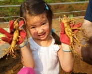 파주개성인삼축제도 구경하고 인삼도 캐세요